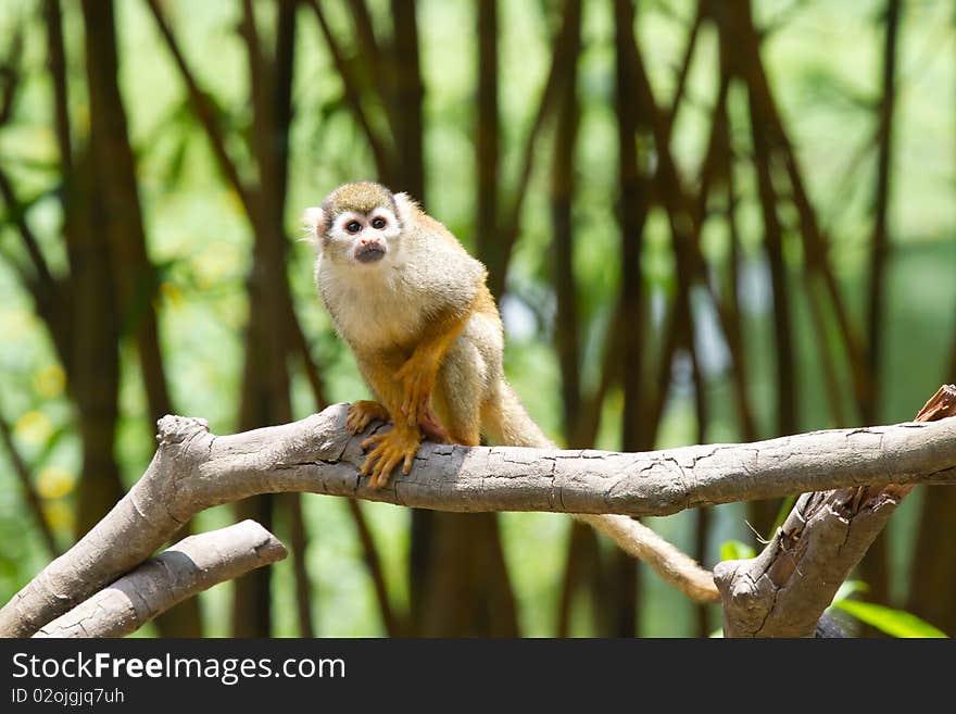 A curious squirrel monkey is looking at you