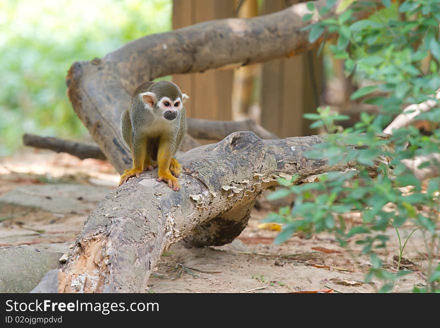 A curious squirrel monkey is looking at you