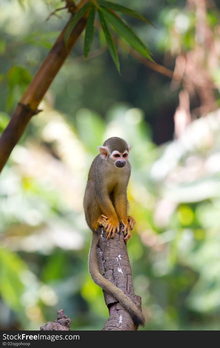 A curious squirrel monkey is looking at you