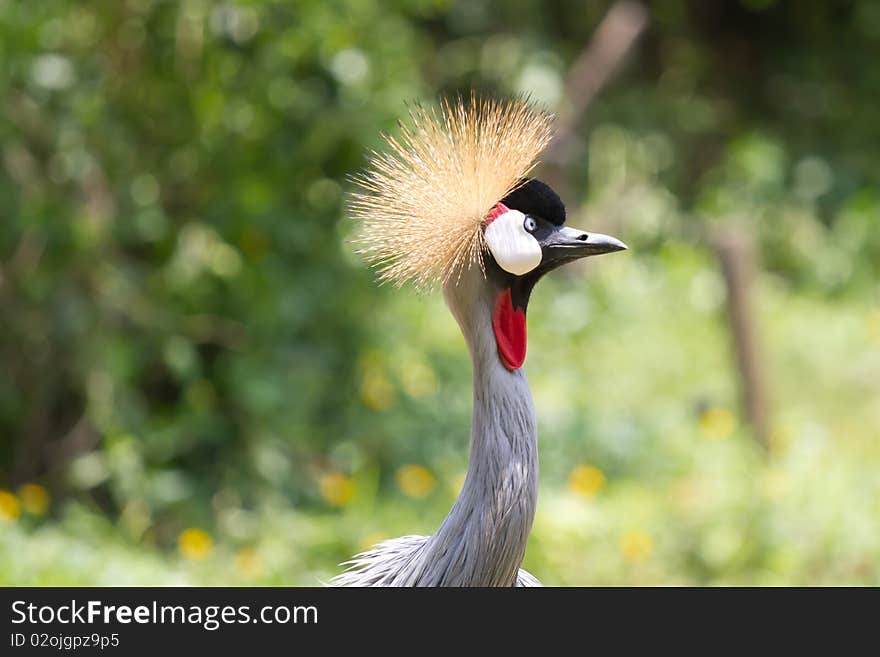 A curious Grey Crowned Crane