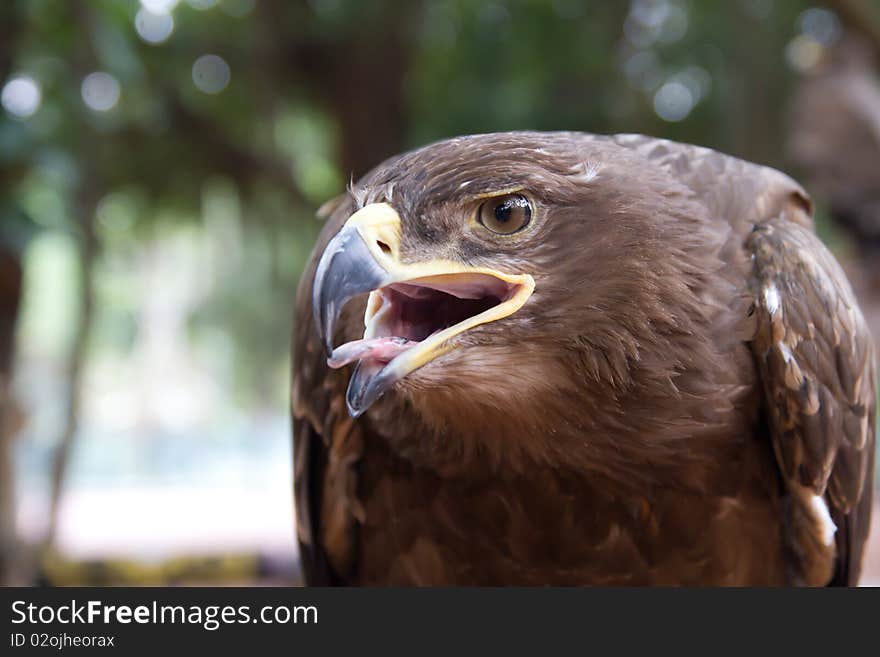 Red Kite Eagle opens it's mouth