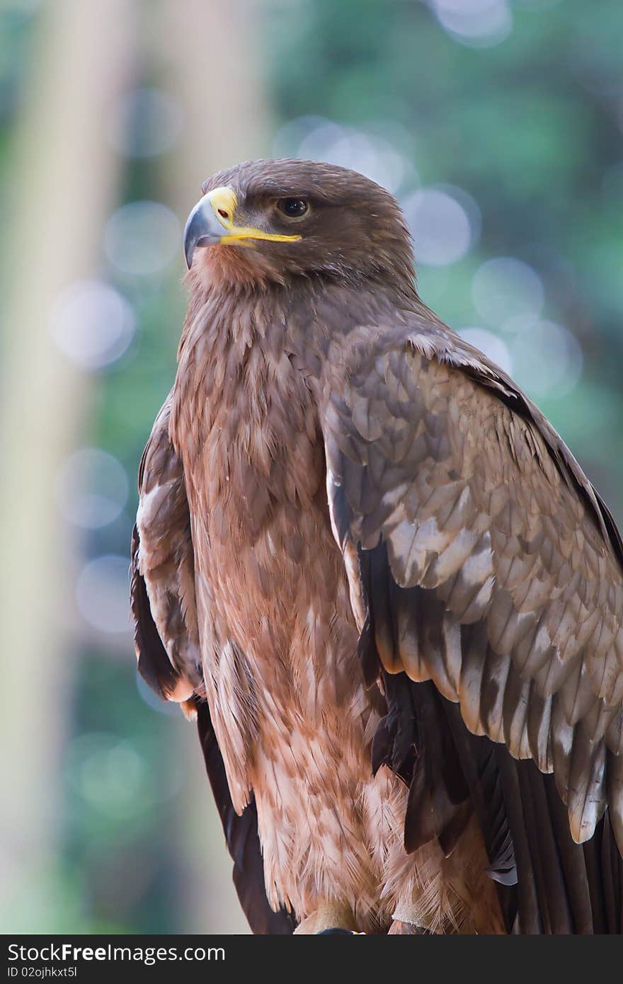 Red Kite Eagle opens it's mouth