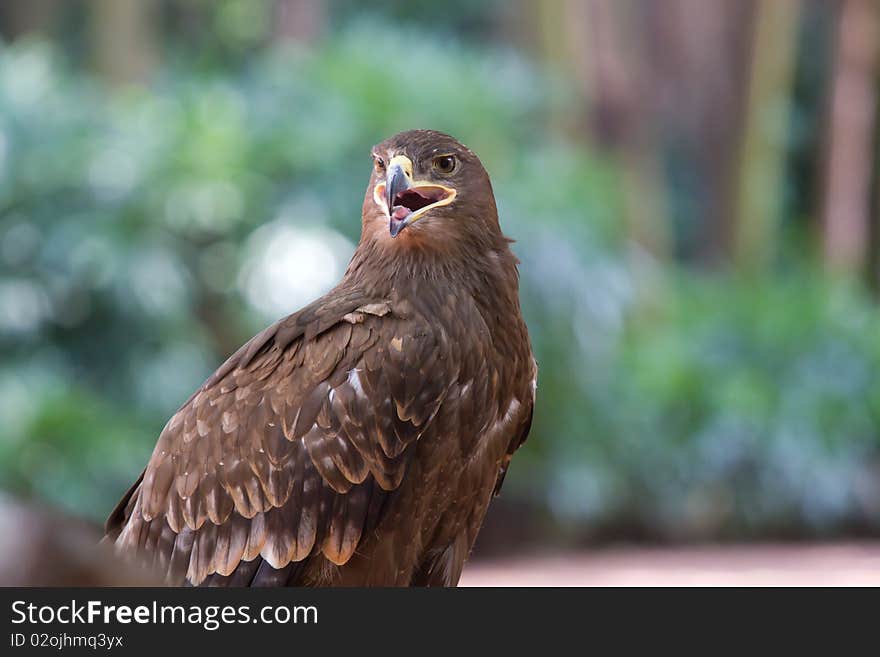 Red Kite Eagle opens it's mouth