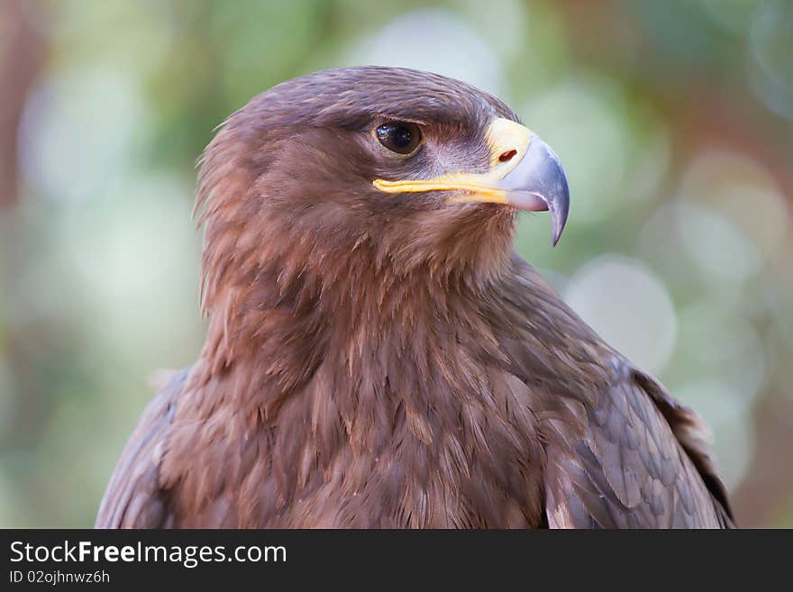 Red Kite Eagl