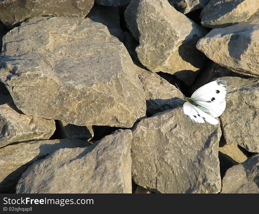 Delicate butterfly on rocks