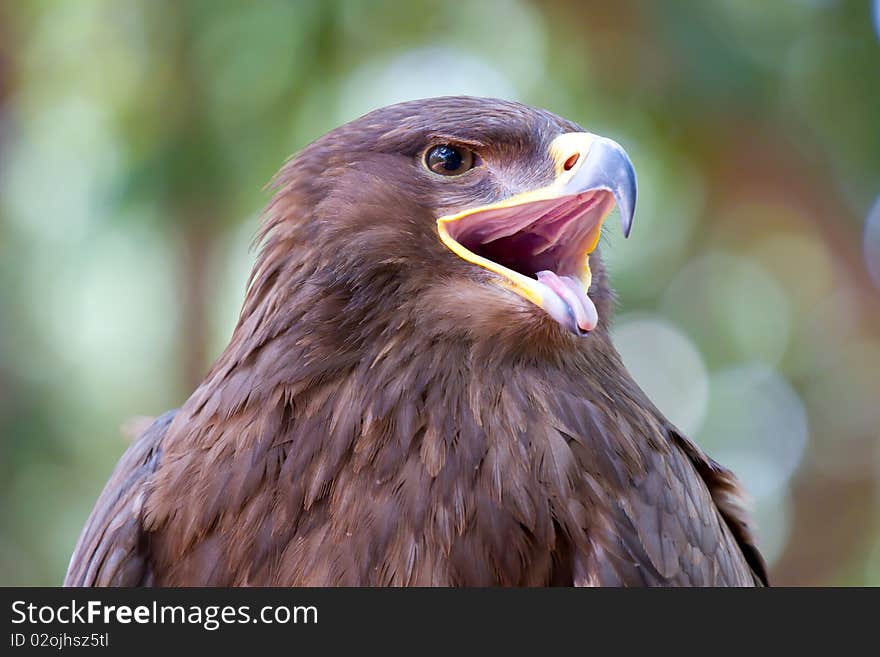 Red Kite Eagle opens it's mouth