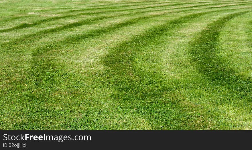 Green grass, cutted in stripes