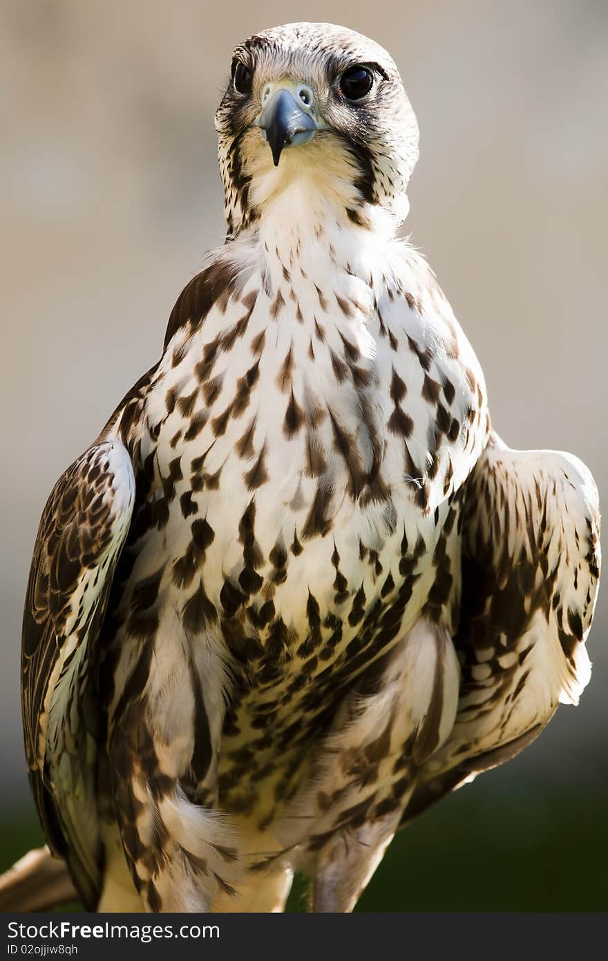 Portrait of a Saker Falcon (Falco cherrug).