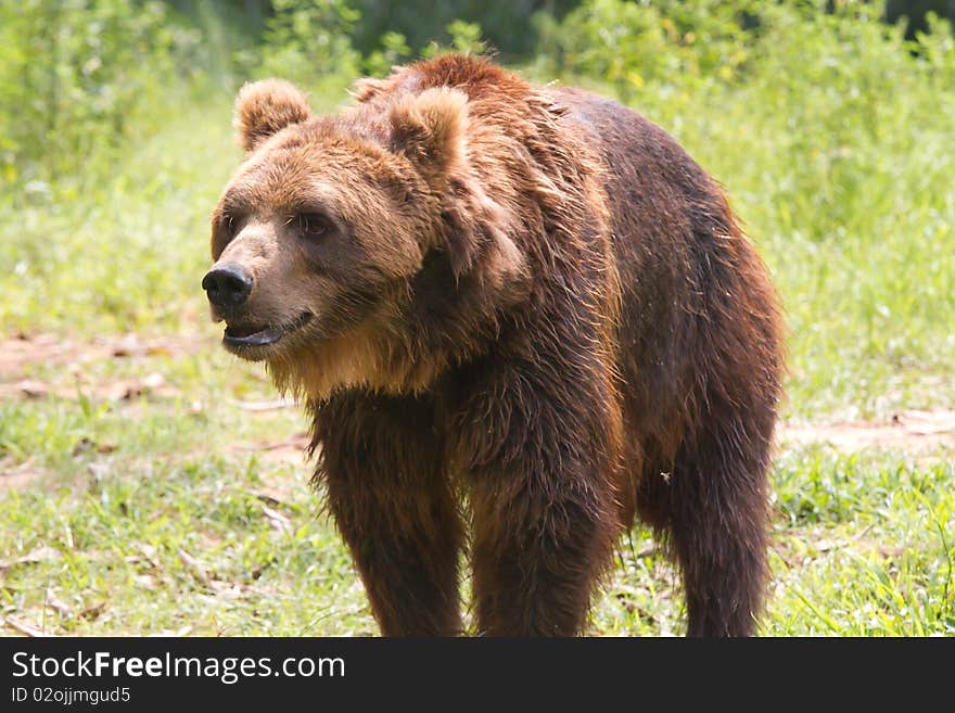 A brown bear