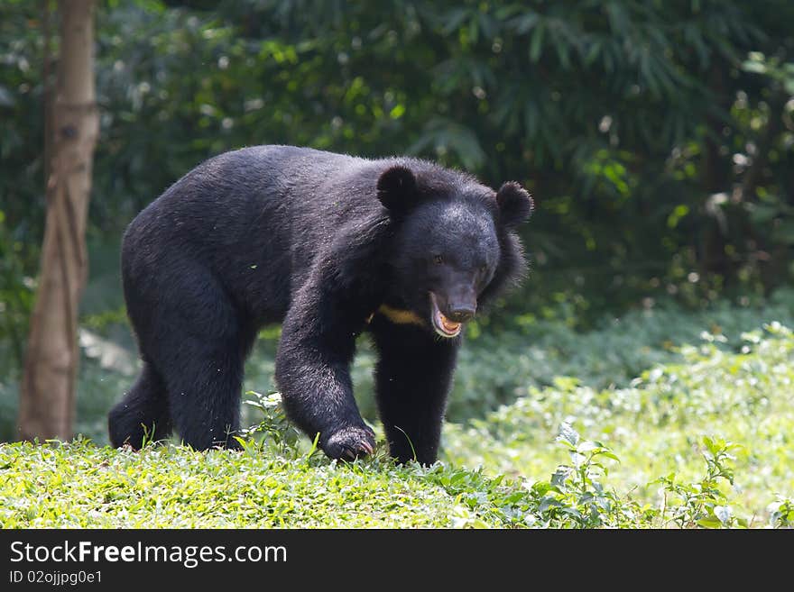 A very dangerous black bear and it is approaching to you!