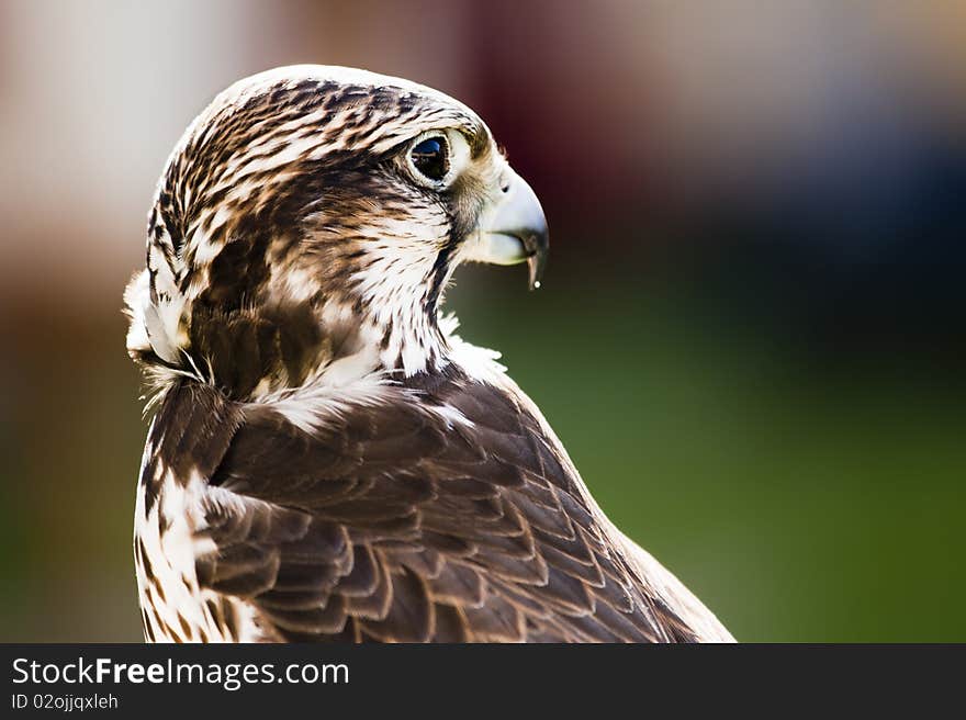 Saker falcon (Falco cherrug) portrait