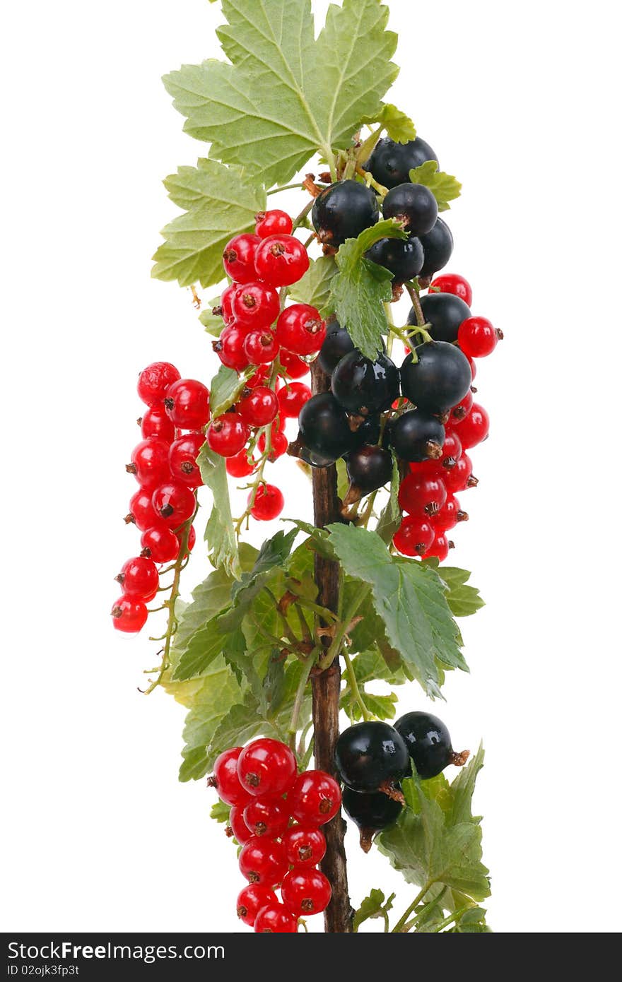 Branch currants isolated on a white background