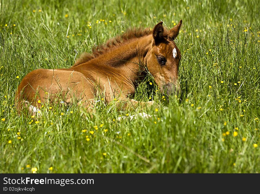 Baby horse resting on Spring meadow. Baby horse resting on Spring meadow