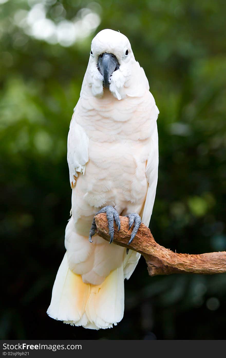 A very cute white parrot. A very cute white parrot