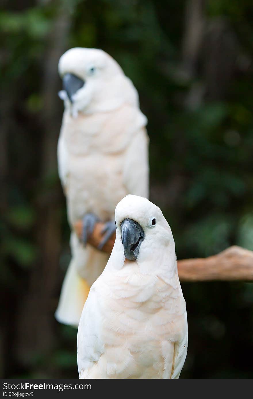 A very cute white parrot. A very cute white parrot