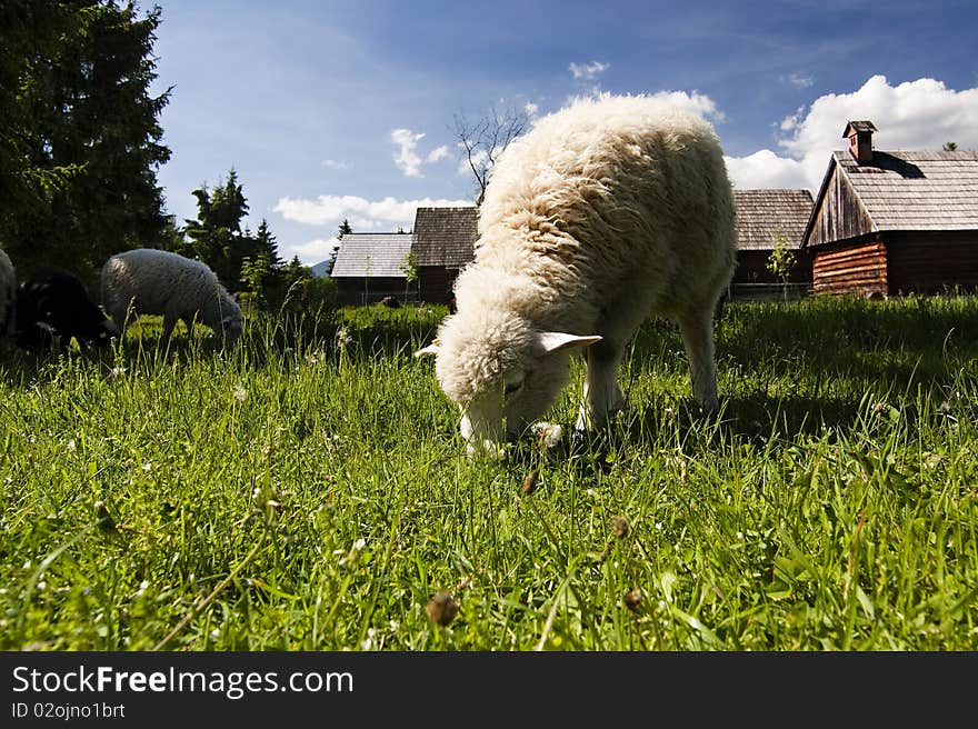 Old village with sheeps in Slovakian countryside