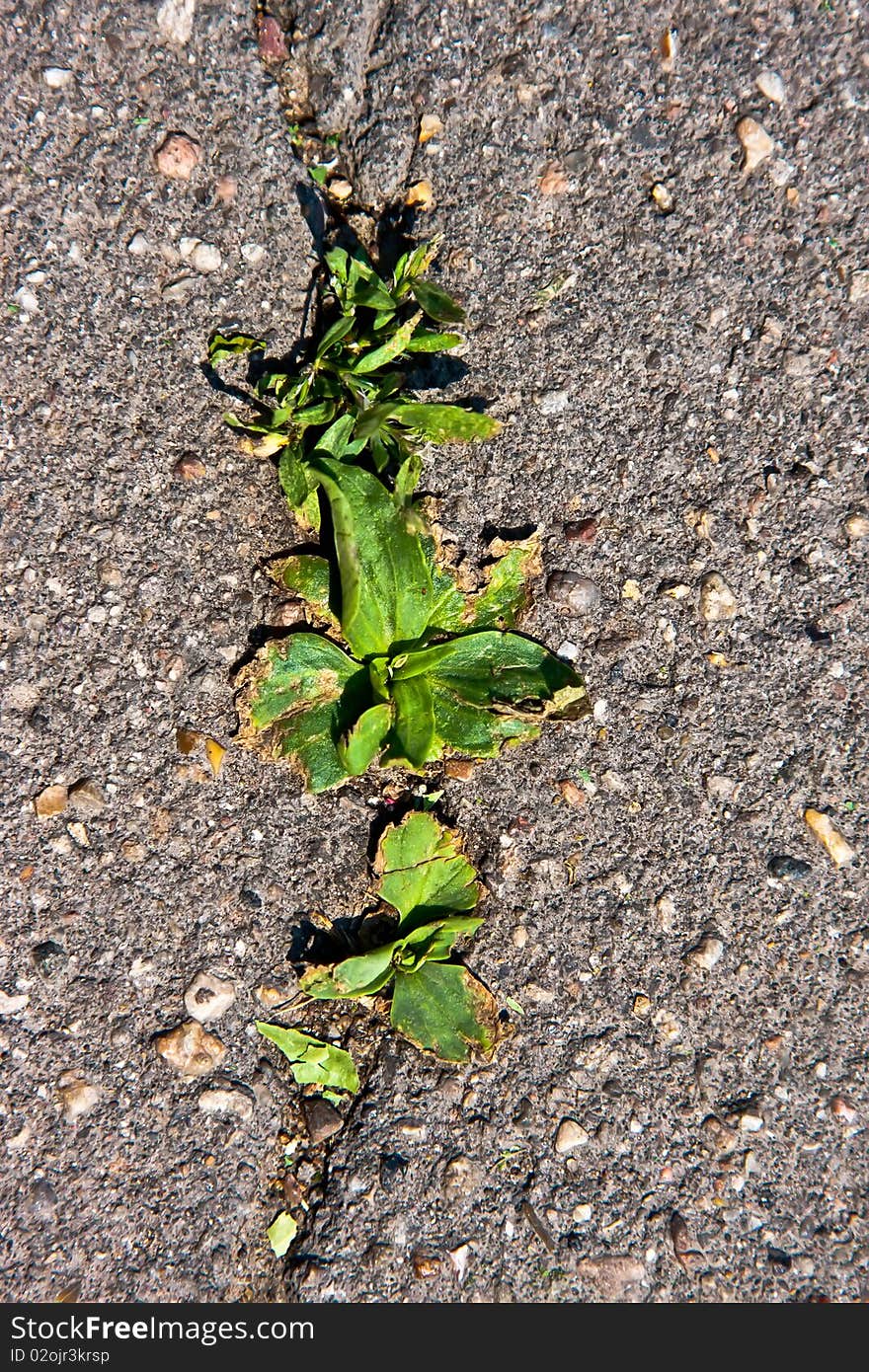 Young Grass Grows Throw Asphalt