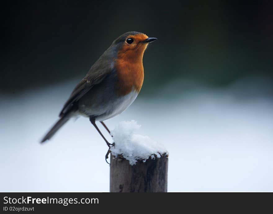 A robin on a post in winter. A robin on a post in winter