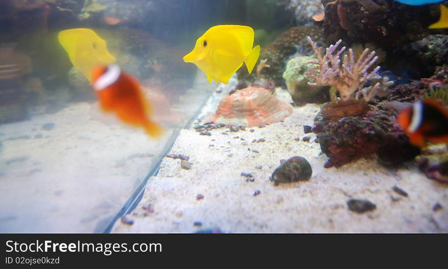 Yellow Tang