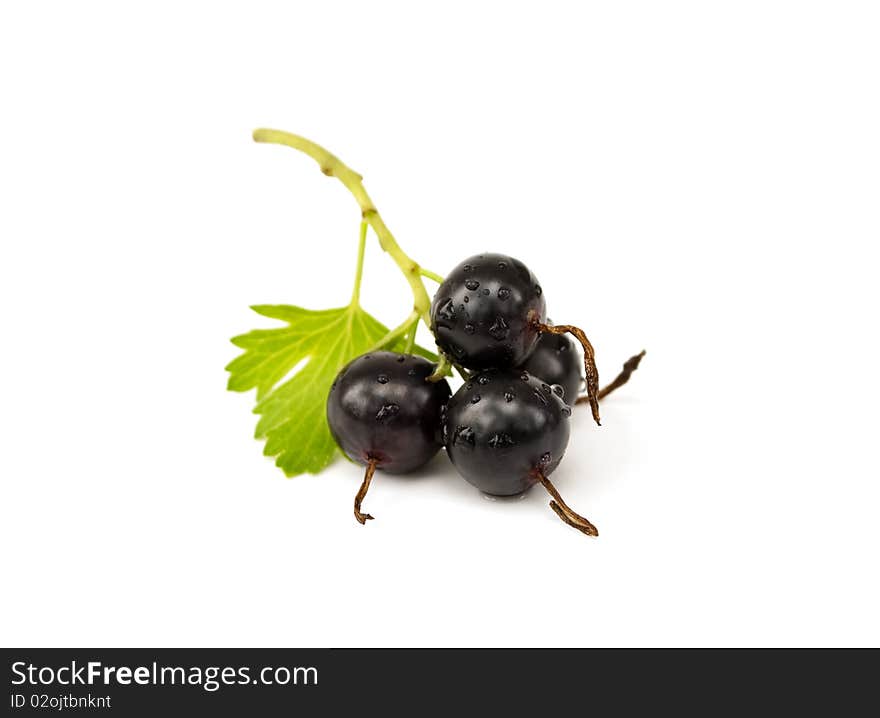 Fresh ripe black currant with leaf on white background