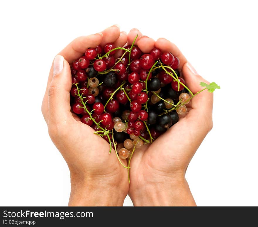 Pile Of Currants In The Hands On White Background