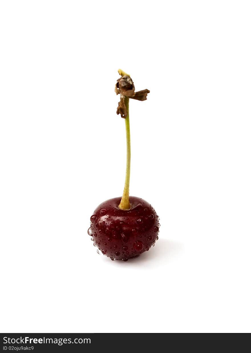 One of ripe cherries with drops of water on a white background. One of ripe cherries with drops of water on a white background