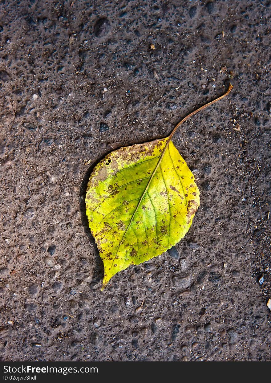 Green-yellow leaf on asphalt