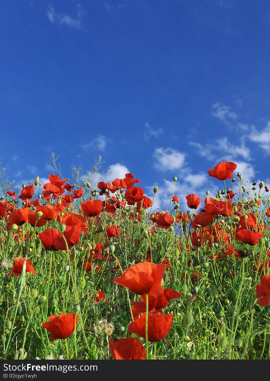 Red poppys on background clean blue sky.