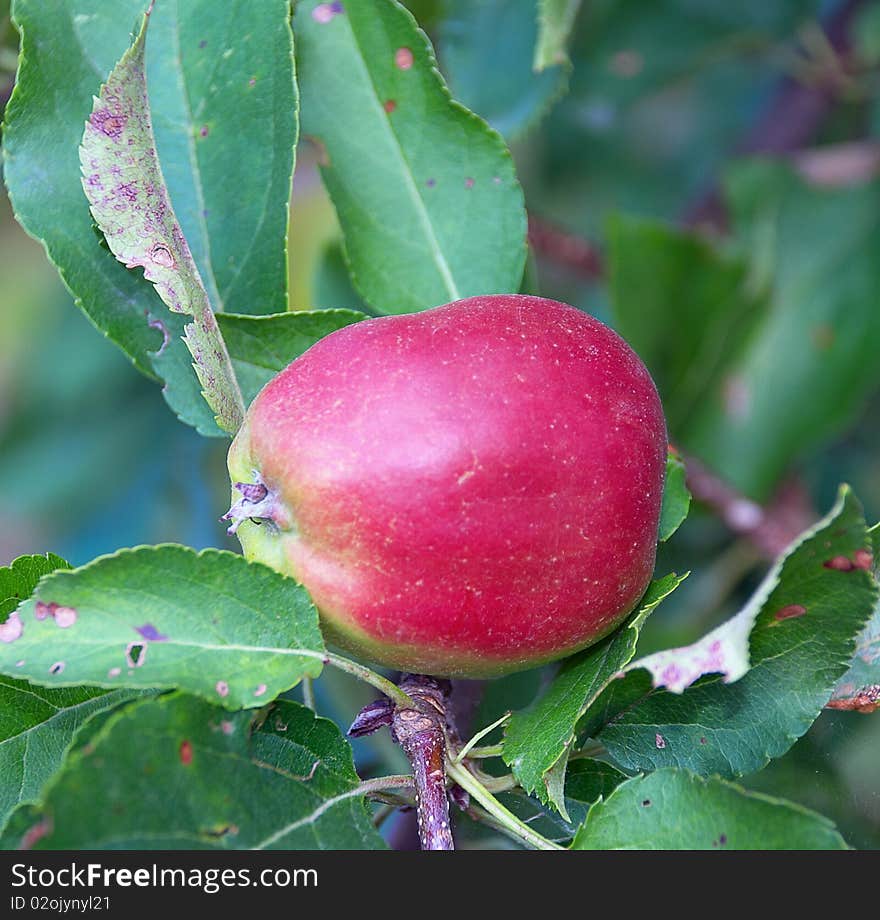 An image of fresh red apple on the twig