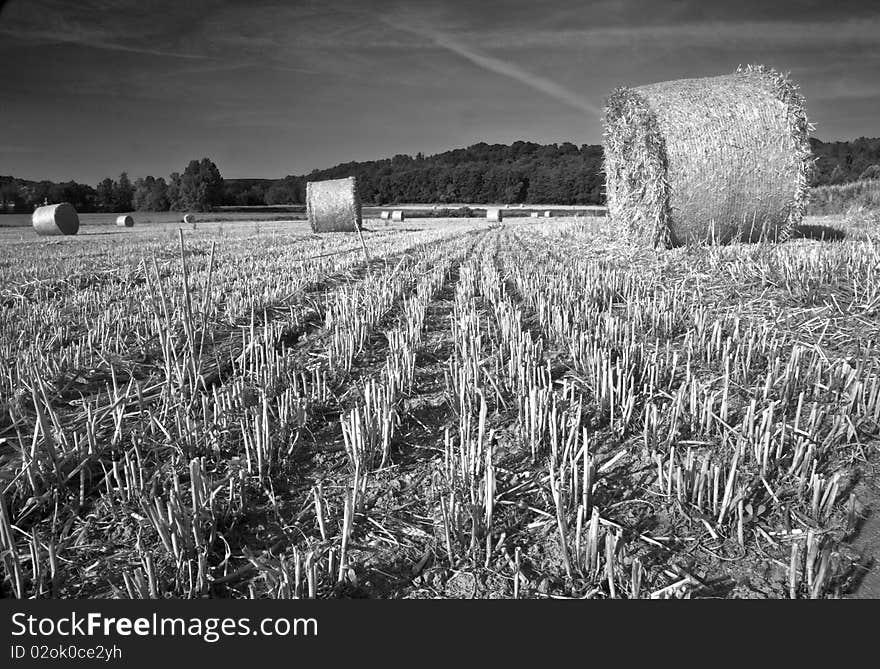 Wheat field in Custoza verona italy