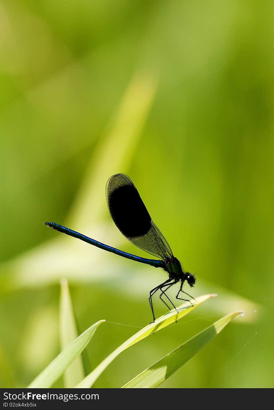 A damselfly on a reed in summer by a stream