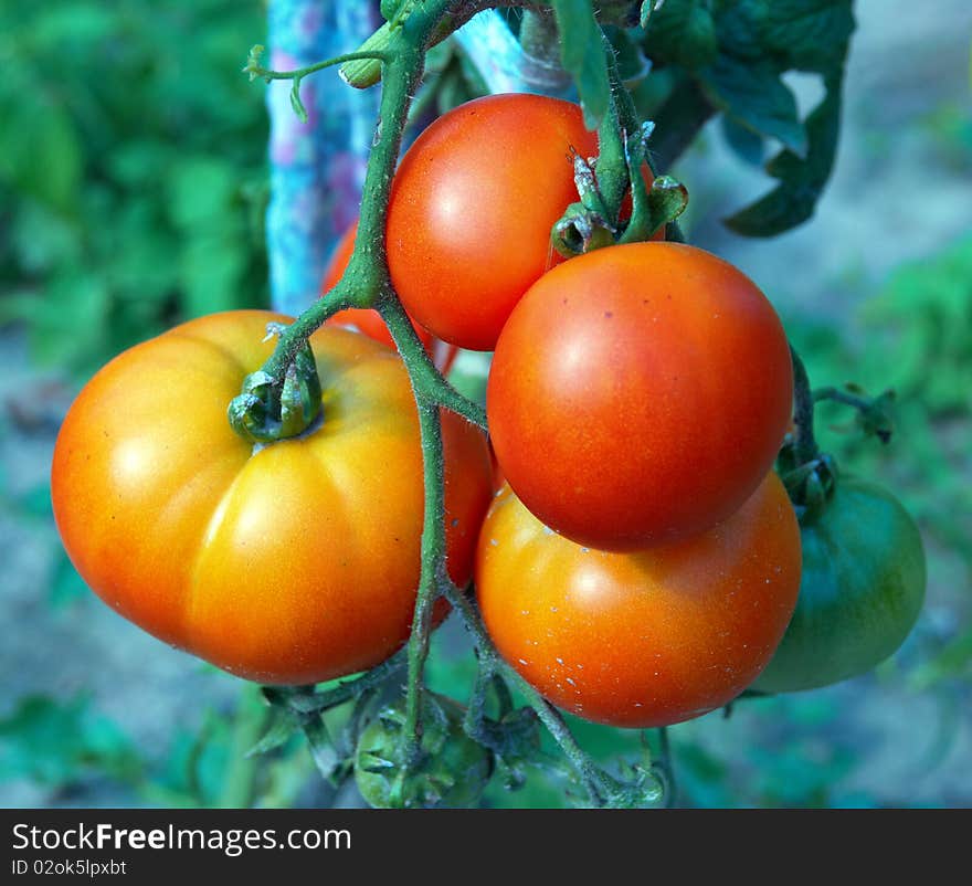 Red and green tomatoes