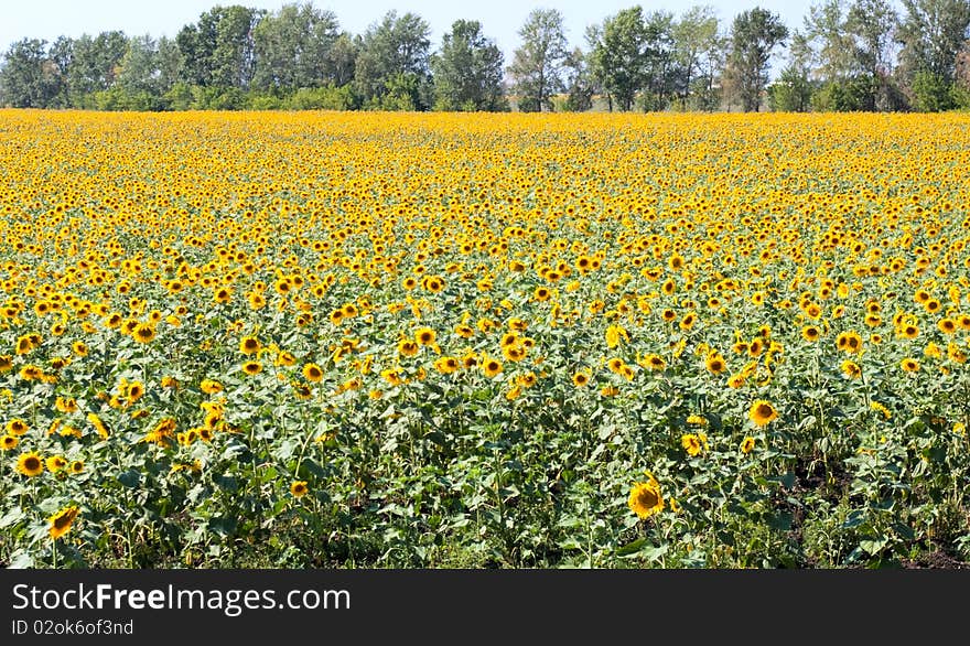 Sunflower field