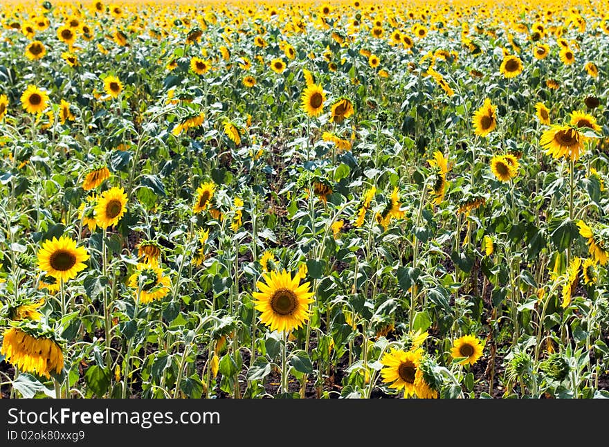 Sunflower field