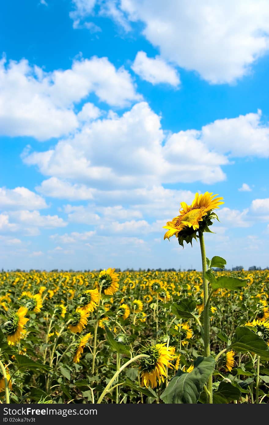 Sunflower field