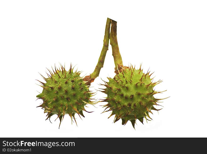 Unripe chestnuts