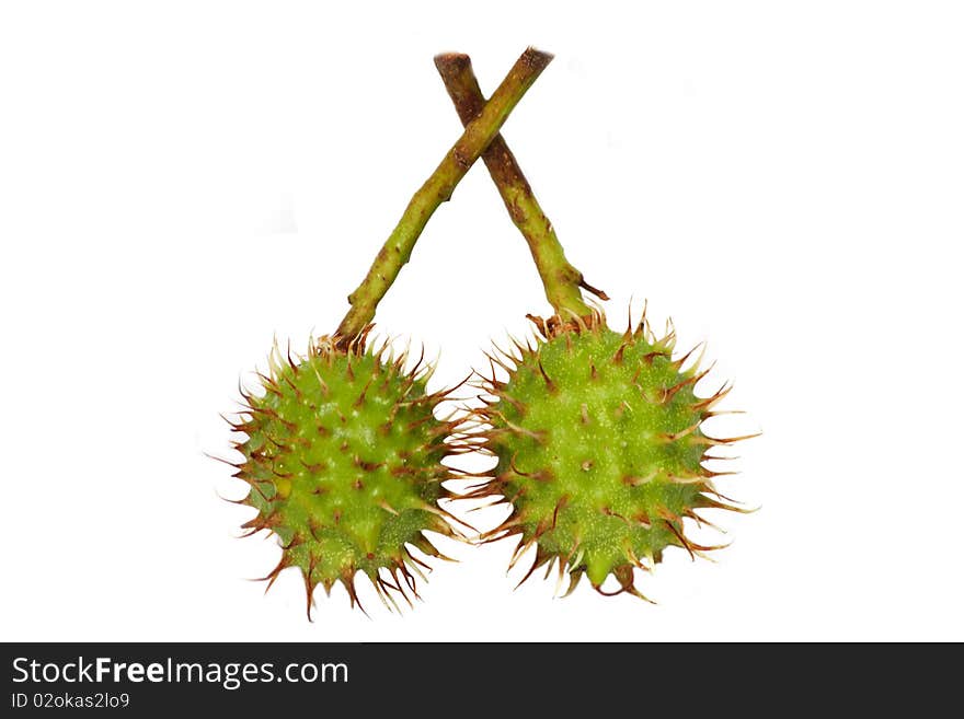 Unripe chestnuts on white background