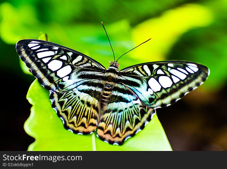 Beautiful butterfly on a green leaf. Beautiful butterfly on a green leaf