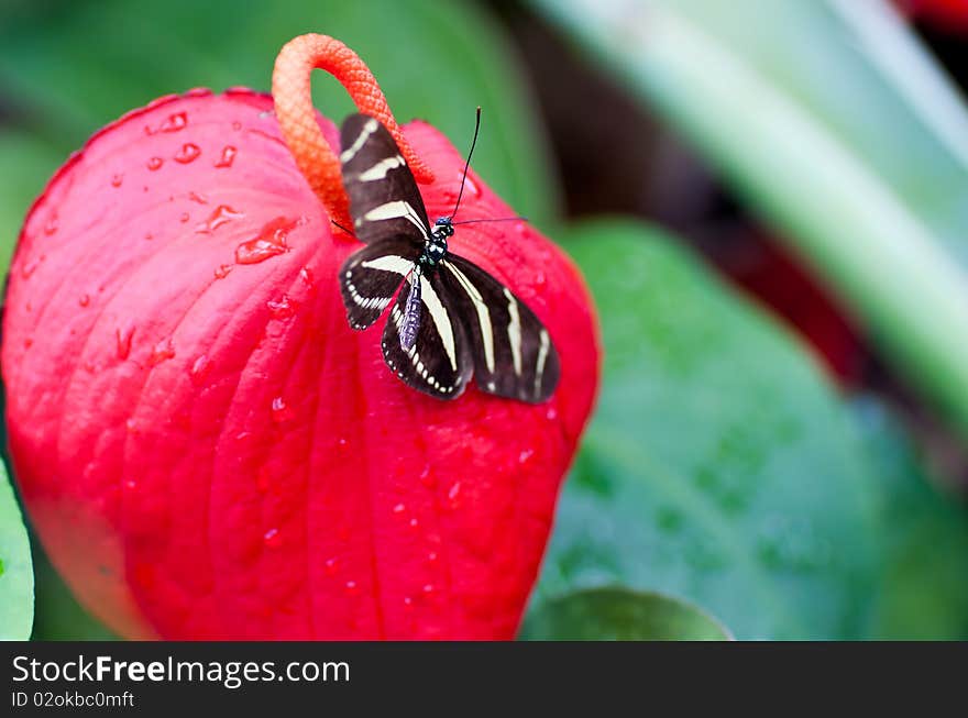 Beautiful Butterfly On A Big  Flower