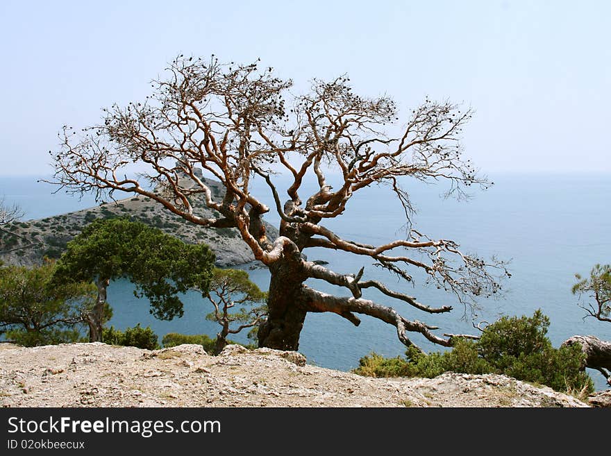 Tree growing in the mountains of Crimea. Tree growing in the mountains of Crimea