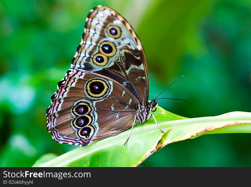 Beautiful butterfly on a green leaf. Beautiful butterfly on a green leaf