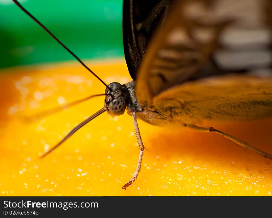 Macro shot of a butterfly feeding