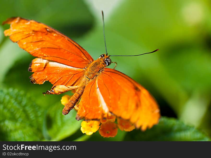 Beautiful bright orange butterfly on a green leaf