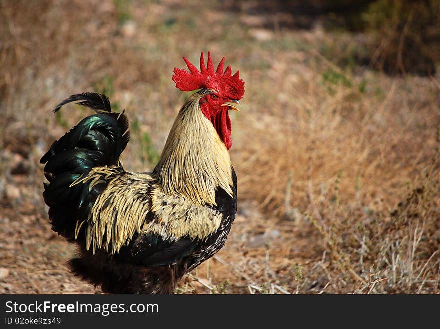 A rooster in an organic farm. Highlights its beautiful red crest.