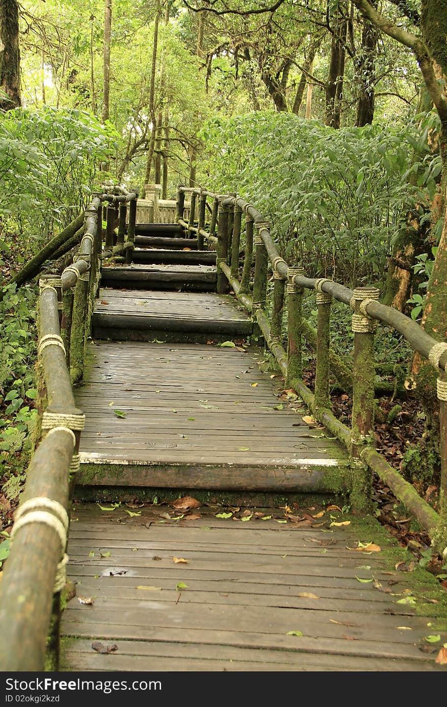 The wooden bridge as a shortcut to the wild. The wooden bridge as a shortcut to the wild