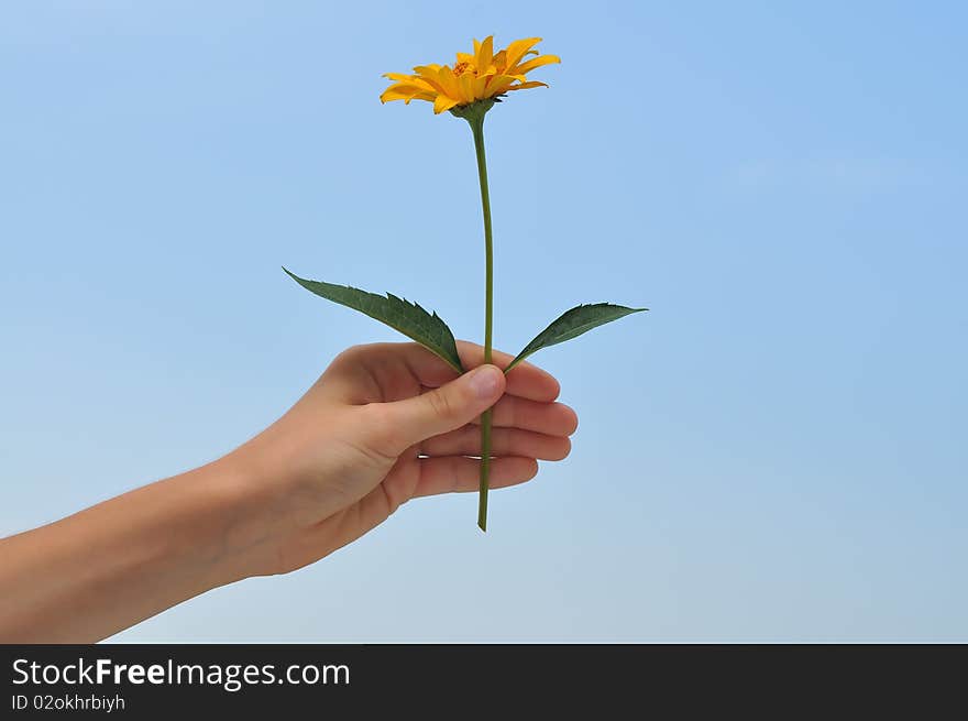 Hand with yellow flower