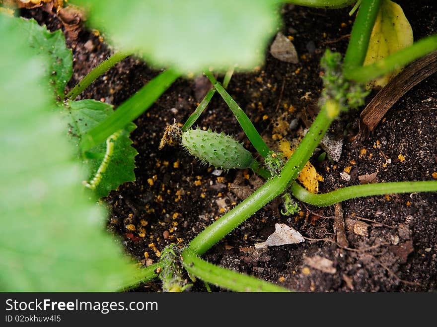 Smallest cucumber in the World