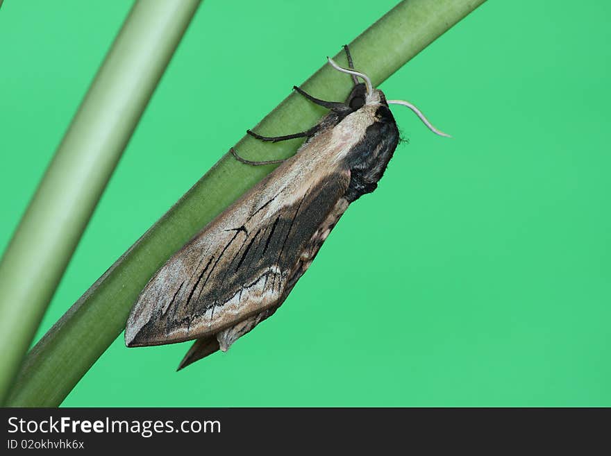 Hawk moth (Sphinx ligustri) rest in the plant