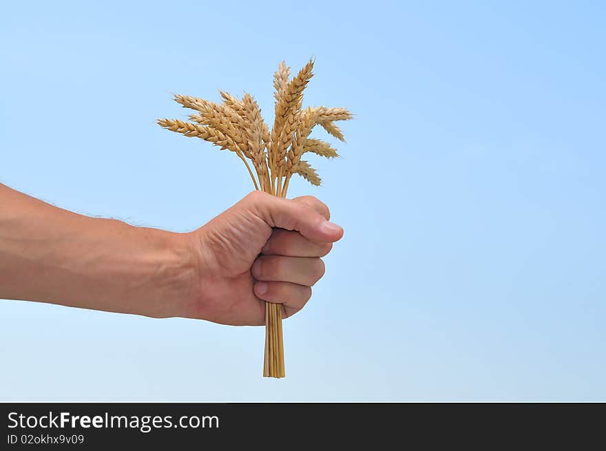 A female hand holding wheat ears against an sky. A female hand holding wheat ears against an sky.