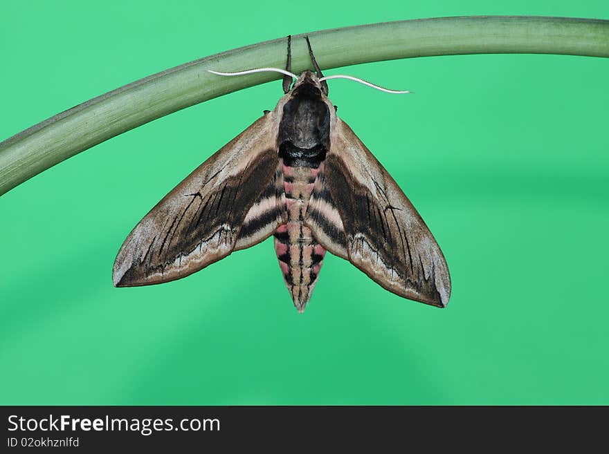 Hawk Moth (Sphinx Ligustri)